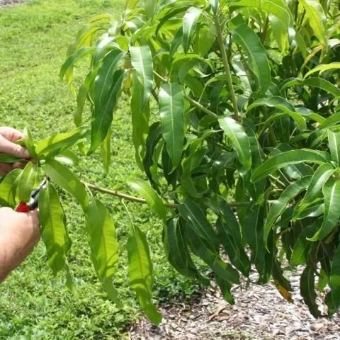thumbnail for publication: Hand Pruning and Training of Tropical and Subtropical Fruit Trees